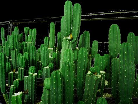 In Stock. . San pedro cactus for sale colorado